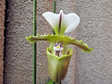 Rare  Paphiopedilum