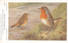 POSTCARD - C87 - ROBIN- BRITISH MUSEUM -PLAIN BACK  - NATURAL HISTORY