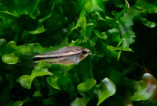 Pygmy cory catfish - 6x,