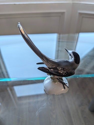 Rosenthal pied wagtail - pied,