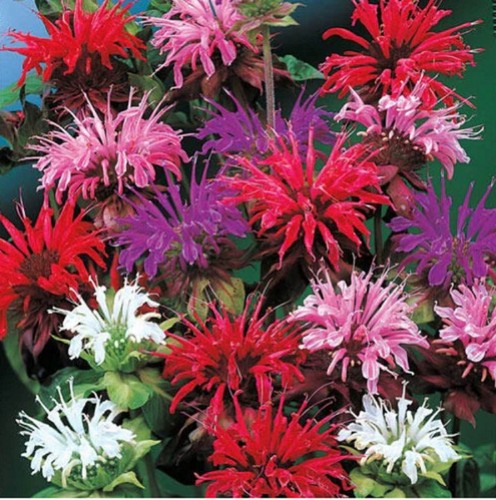 Monarda panorama mixed - 6,