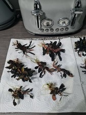 Bucephalandra Theia Green Live