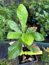 Sawtooth Oak saplings, Oak