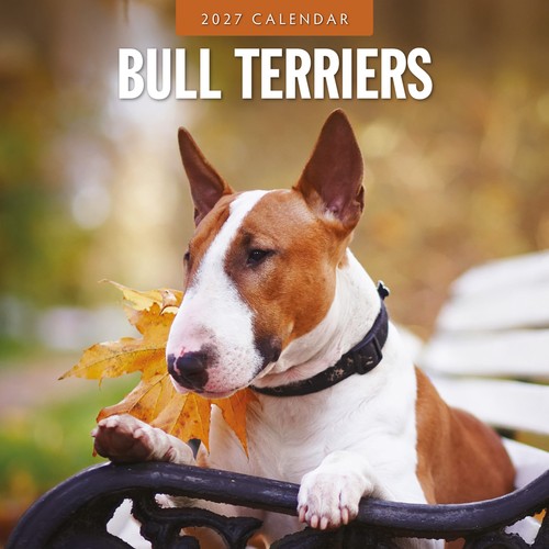 Bull terriers 2027 square wall - 2027,
