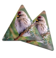 2x Triangle Coaster - Redpoll