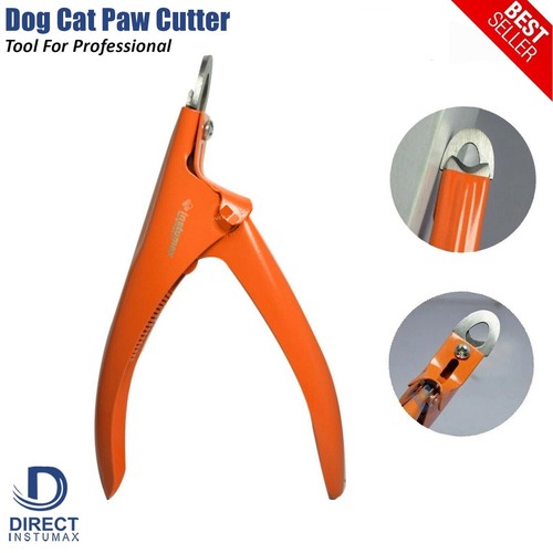 Professional pet dog - professional, cat