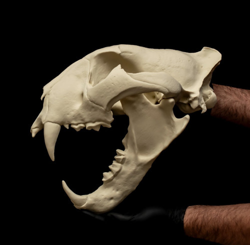Siberian tiger skull wall - siberian,