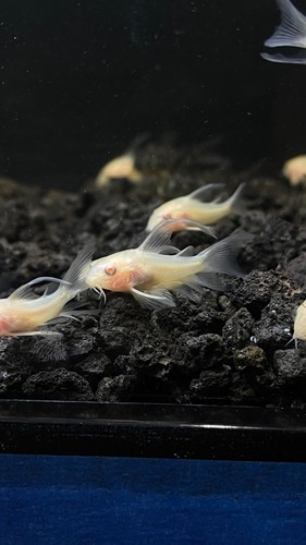 Albino long fin corydoras - 5x,