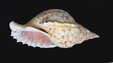 SEA SHELL EXTRA LARGE TRITONS