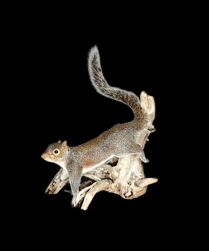 Taxidermy grey squirrel - taxidermy,
