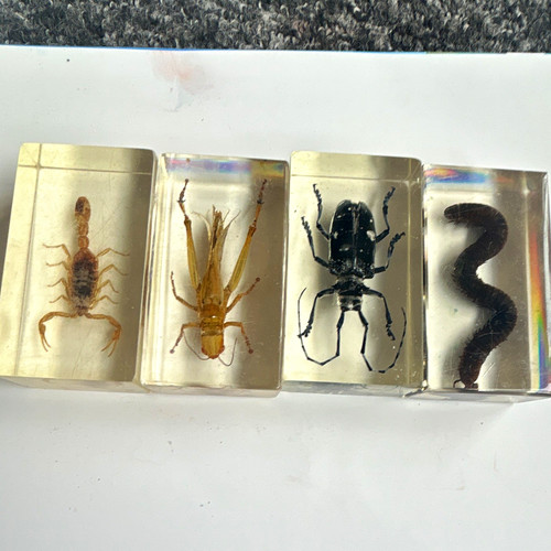 Set mounted insect - set, 4