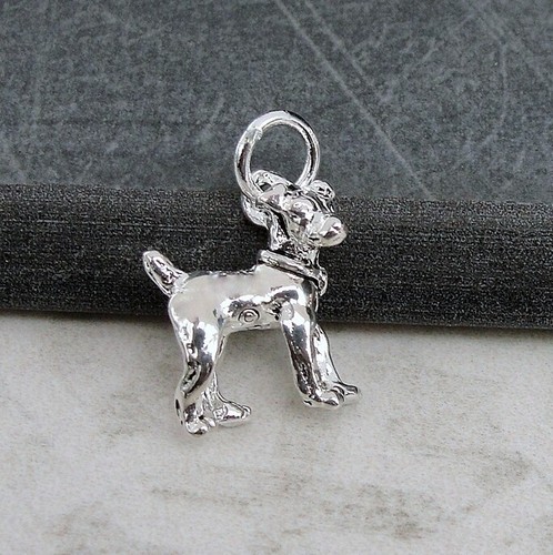 Silver jack russell - silver, terrier