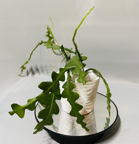 Fishbone cactus epiphyllum - fishbone,