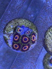 Eagle eye zoanthid