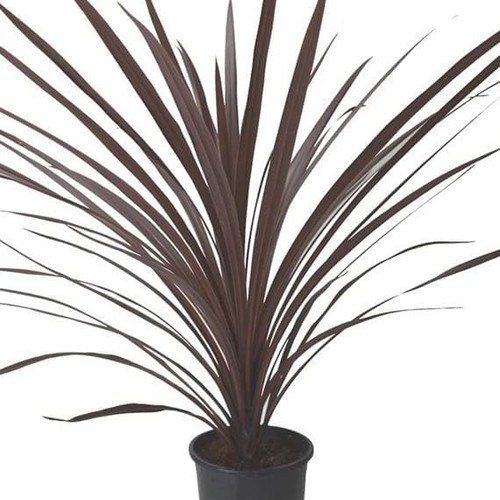 Cordyline red set x 13cm - of,