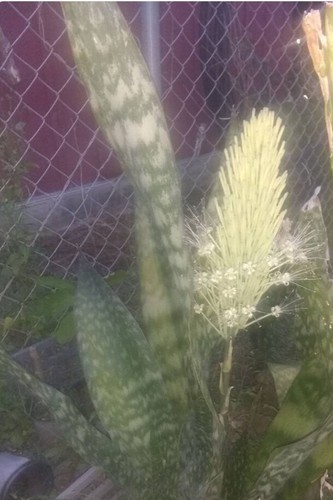 Jaboa live plant giant snake - live,