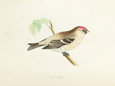 MEALY REDPOLL - Morris Antique