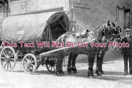 803 shire horse - so,