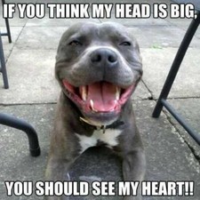 Funny  Staffy dog