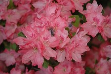~HAMPTON BEAUTY~~Azalea