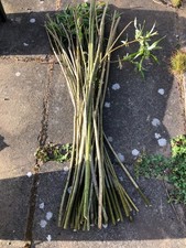 30x 30cm Willow tree cuttings