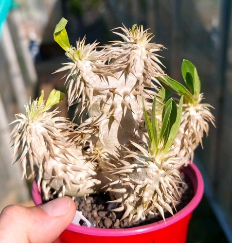 Pachypodium densiflorum - pachypodium,