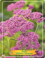 2 X Achillea Lilac Beauty
