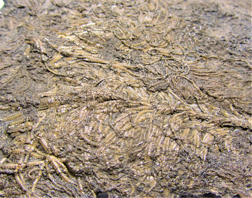 Large detailed crinoid - , fossil