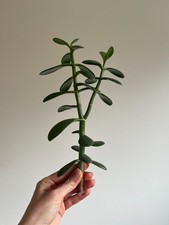 Crassula Ovata Jade Plant