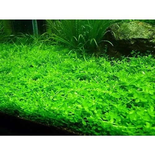 Micranthemum micranthemoides