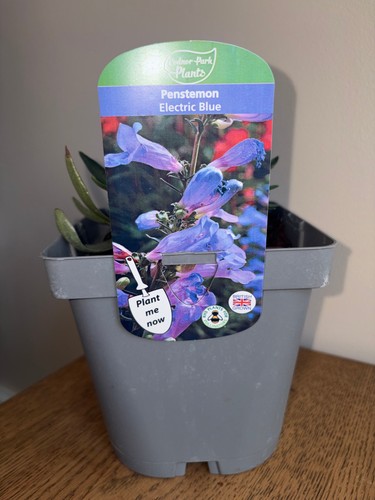 Penstemon electric blue - penstemon, 2l