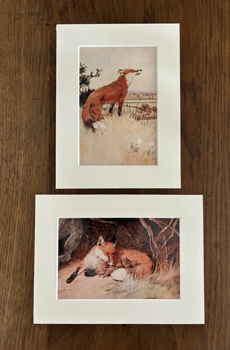Fox prints cecil aldin - -,