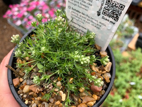 Asperula gussonei 9cm - gussonei,,