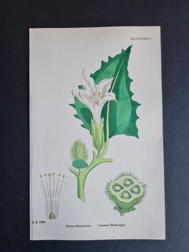 Antique 1873 print english - -,