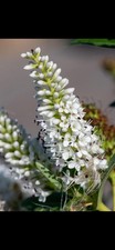 Hebe sutherlandii Hardy