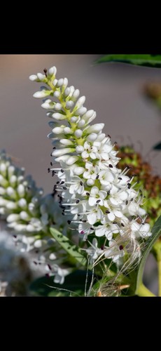 Hebe sutherlandii hardy - hebe,