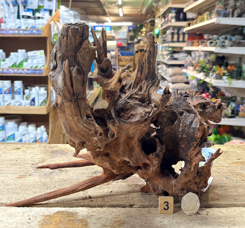 Med large ancient - root, wood