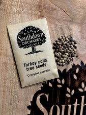 50+ Torbay Palm Tree Seeds -