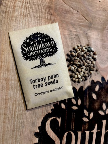 Torbay palm tree - torbay,