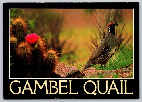Vintage photochrome gambel - vintage,