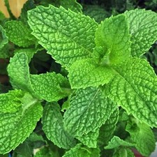 2 x Mint Herb Plants in 14cm