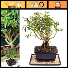 Dwarf Hawaiian Umbrella Bonsai