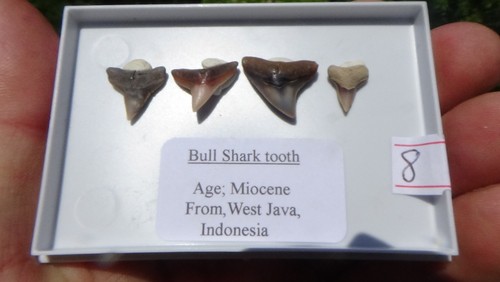 Set 4 bull shark - a,
