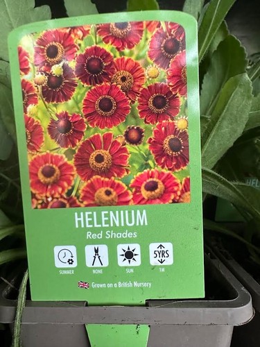 Helenium red shades - helenium, 1