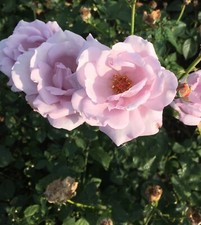 Climbing Rose ‘Blue Moon'