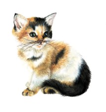 Tortoiseshell Kitten Magnet -