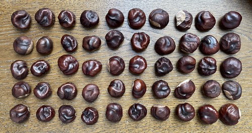 Horse chestnut conkers - 50, horse-chestnut