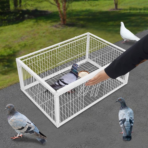 Pigeon trap cage - pigeon,