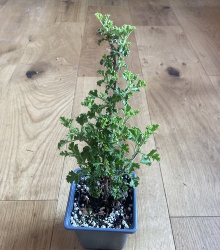 Lime scented geranium - lime,