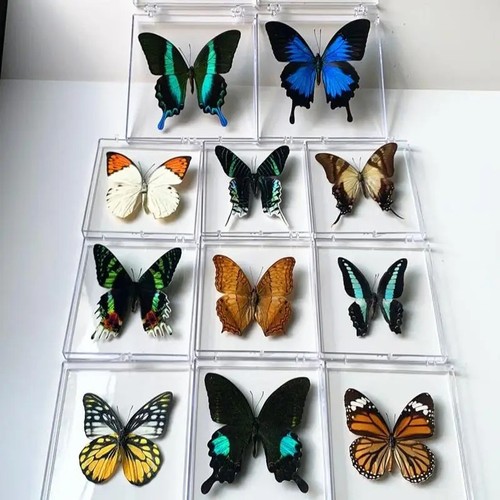 Real butterfly specimen - butterfly,
